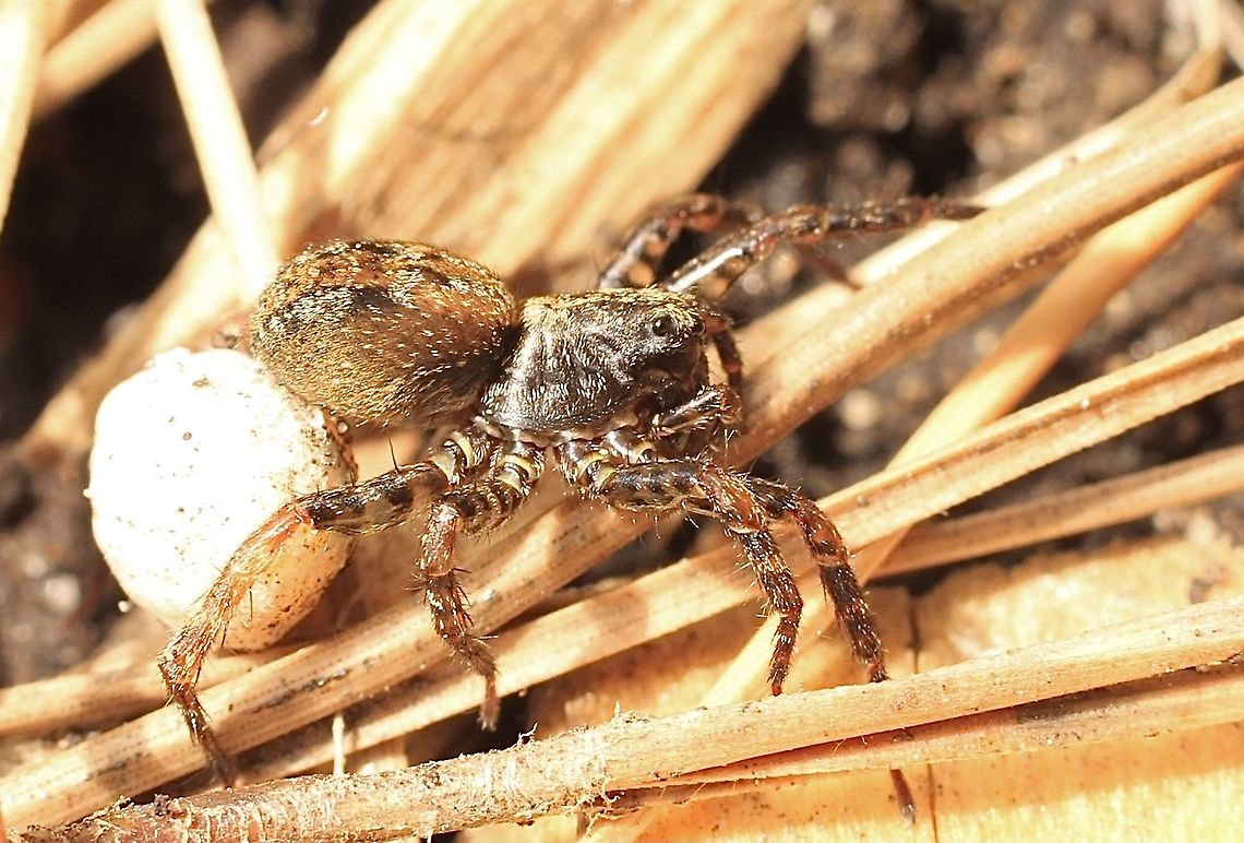 Small striped wolf spider - Genus : Artoria Female carrying her eggsack . Australia,Eamw spiders,Eamw wolf spiders,Geotagged,Spring