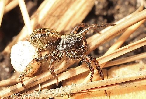 Small striped wolf spider - Genus : Artoria Female carrying her eggsack . Australia,Eamw spiders,Eamw wolf spiders,Geotagged,Spring
