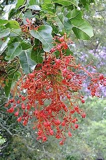 Illawarra flame tree - Brachychiton acerifolius  Australia,Brachychiton acerifolius,Eamw flora,Geotagged,Illawarra flame tree,Spring