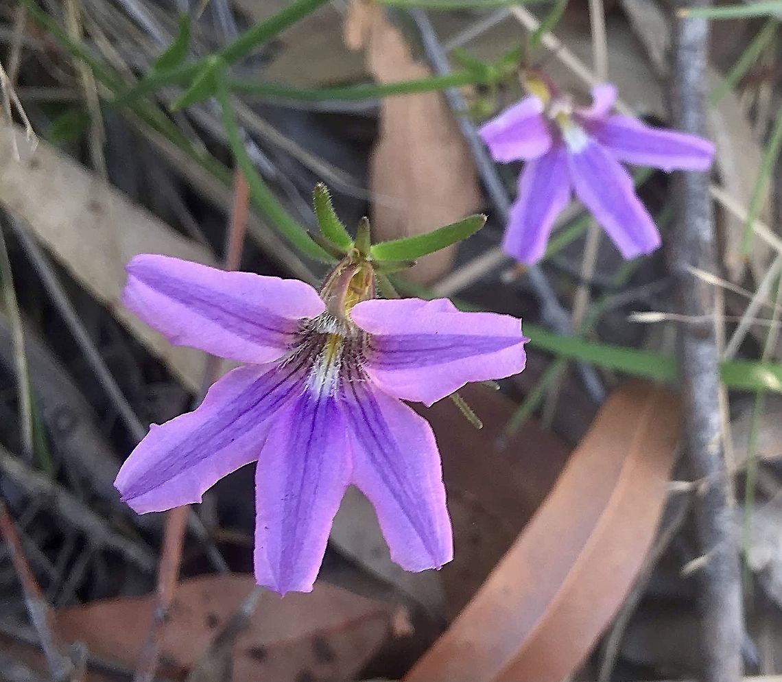 Purple fan- flower - Scaevola ramosissima  Australia,Eamw flora,Geotagged,Purple fan-flower,Scaevola ramosissima,Spring