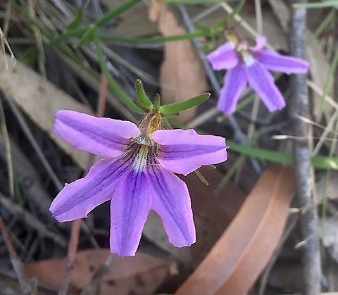 Purple fan- flower - Scaevola ramosissima  Australia,Eamw flora,Geotagged,Purple fan-flower,Scaevola ramosissima,Spring