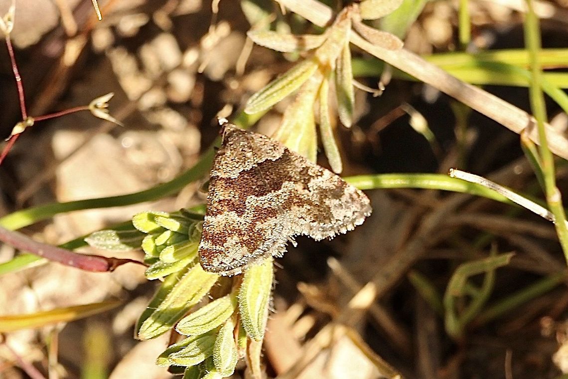 Dichromodes ainaria Very similar to Dichromodes stilbiata which has it&rsquo;s distribution more to the south east into Victoria and NSW. Australia,Dichromodes,Dichromodes ainaria,Eamw moth,Geotagged,Spring
