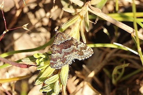 Dichromodes ainaria Very similar to Dichromodes stilbiata which has it’s distribution more to the south east into Victoria and NSW. Australia,Dichromodes,Dichromodes ainaria,Eamw moth,Geotagged,Spring