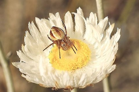 Unidentified Spider waiting for lunch Waiting for unsuspecting insects who are attracted to everlasting Daisy flowers Australia,Geotagged,Spring