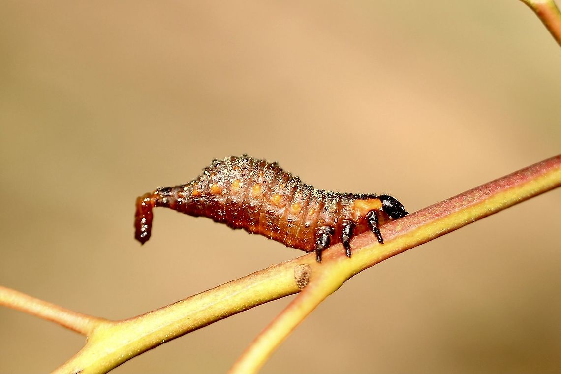 Beetle larvae genus: Chrysomelidae If you have to go you have to go. No matter where you are. Australia,Eamw beetles,Geotagged,Spring