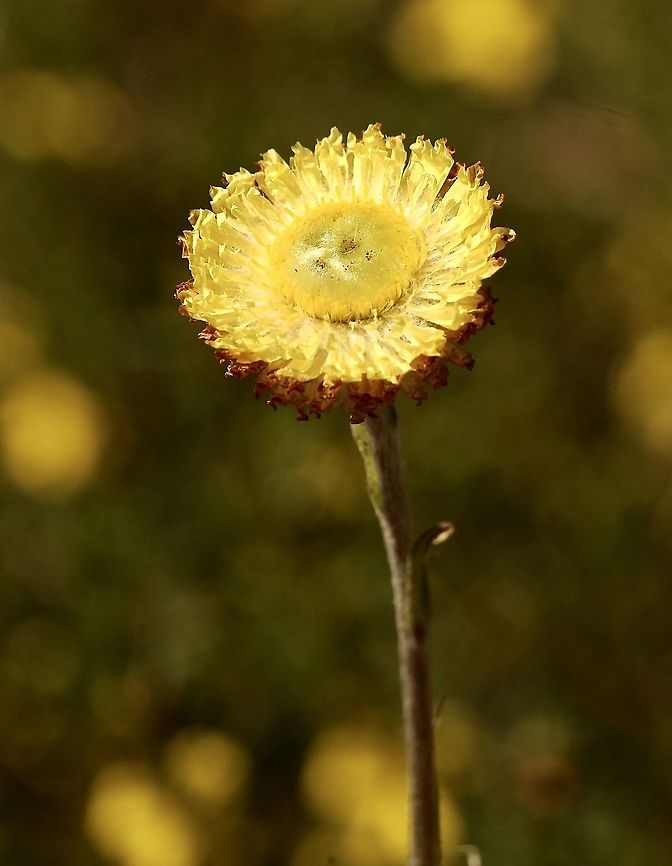 Coronidium scorpioides  Australia,Coronidium Scorpiodes,Coronidium scorpioides,Eamw flora,Geotagged,Spring