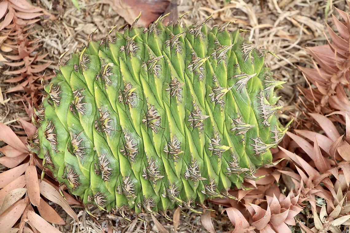 Bunja pine cone From an old tree in the Hunter Region Botanical Gardens NSW.  Araucaria bidwillii,Australia,Bunya pine,Eamw flora,Geotagged,Summer