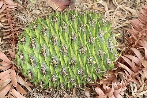 Bunya pine