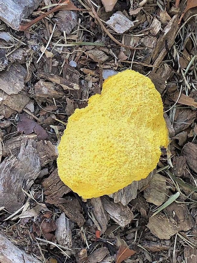 Dog vomit slime mold - Fuligo septica  Australia,Dog vomit slime mold,Fuligo septica,Geotagged,Summer,eamw slime moulds