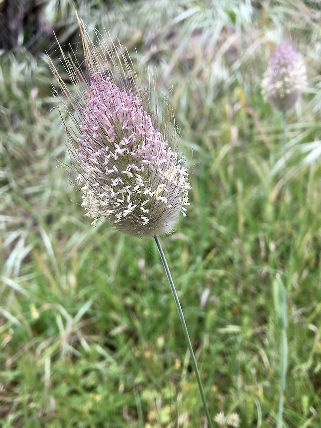Hares-tail - Lagurus ovatus  Australia,Eamw flora,Geotagged,Hares-tail,Lagurus ovatus,Spring