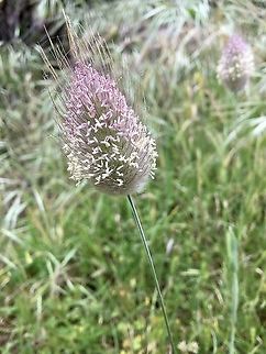 Hares-tail - Lagurus ovatus  Australia,Eamw flora,Geotagged,Hares-tail,Lagurus ovatus,Spring