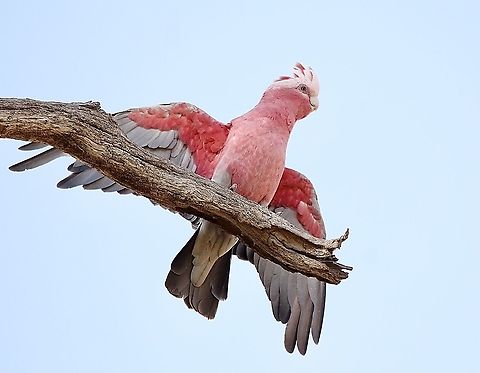 Galah or Rose-breasted Cockatoo - Eolophus roseicapilla Young bird in the process of learning to fly. Observed him being feed by parent bird and then climbing onto the end of the branch and practicing the lift off  Australia,Eamw birds,Eolophus roseicapilla,Galah,Geotagged,Spring