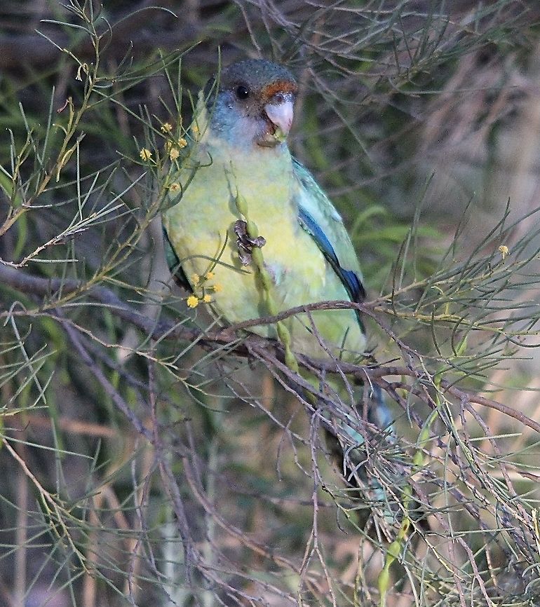 Port Lincoln Parrot- Barnardius zonarius Feeding on wattle tree seeds. Australia,Australian Ringneck,Barnardius zonarius,Eamw birds,Geotagged,Spring