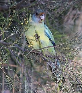 Port Lincoln Parrot- Barnardius zonarius Feeding on wattle tree seeds. Australia,Australian Ringneck,Barnardius zonarius,Eamw birds,Geotagged,Spring