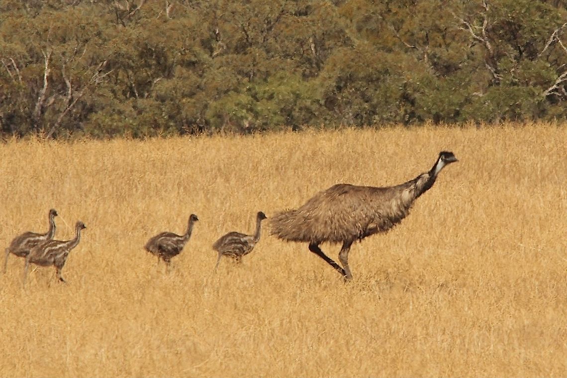 Emu - Dromaius novaehollandiae Father emu running with his chicks through a wheat field.  Australia,Birds Orroroo SA,Dromaius novaehollandiae,Eamw birds,Emu,Geotagged,Spring
