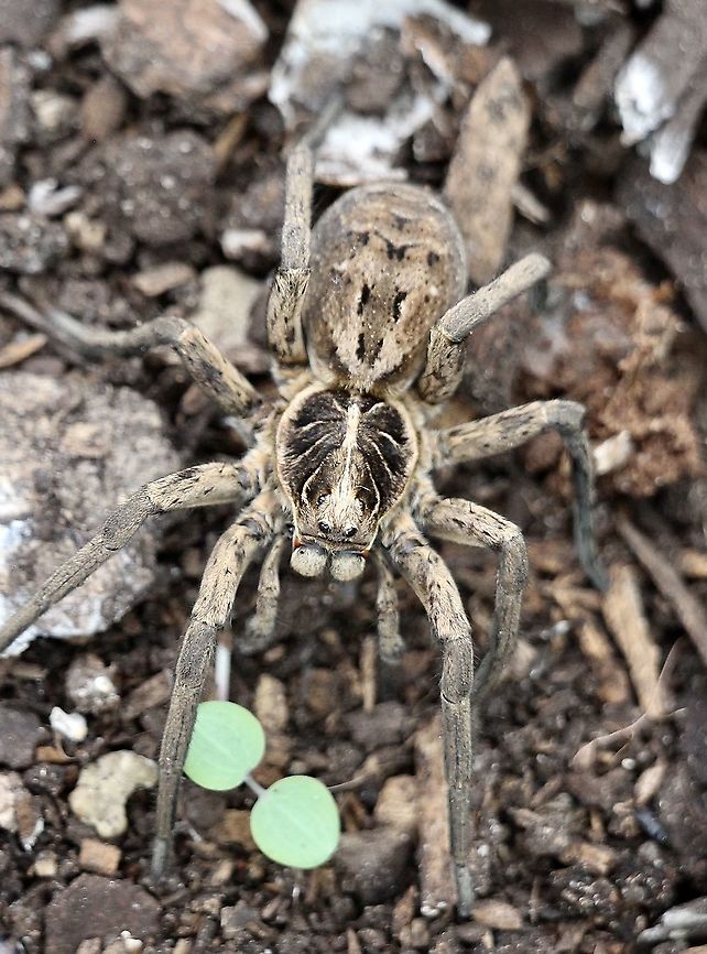 Unidentified wolf spider. Found under a rock . Approximately 60 mm including stretched out legs. Australia,Eamw spiders,Eamw wolf spiders,Geotagged,Spring