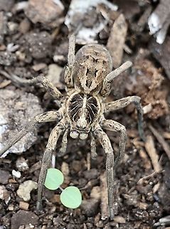 Unidentified wolf spider. Found under a rock . Approximately 60 mm including stretched out legs. Australia,Eamw spiders,Eamw wolf spiders,Geotagged,Spring