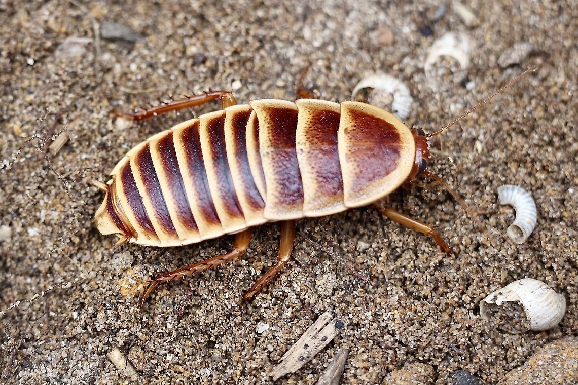 Unidentified cockroach Found under a rock . Looks like a nymphal stage. Australia,Eamw cockroaches,Geotagged,Spring