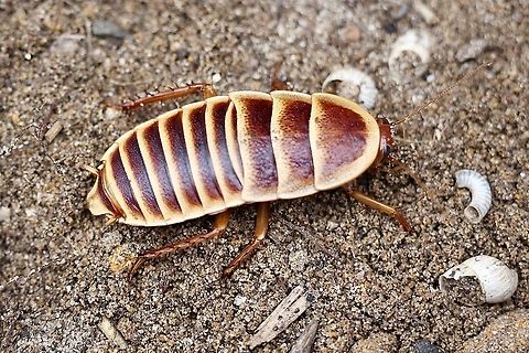 Unidentified cockroach Found under a rock . Looks like a nymphal stage. Australia,Eamw cockroaches,Geotagged,Spring