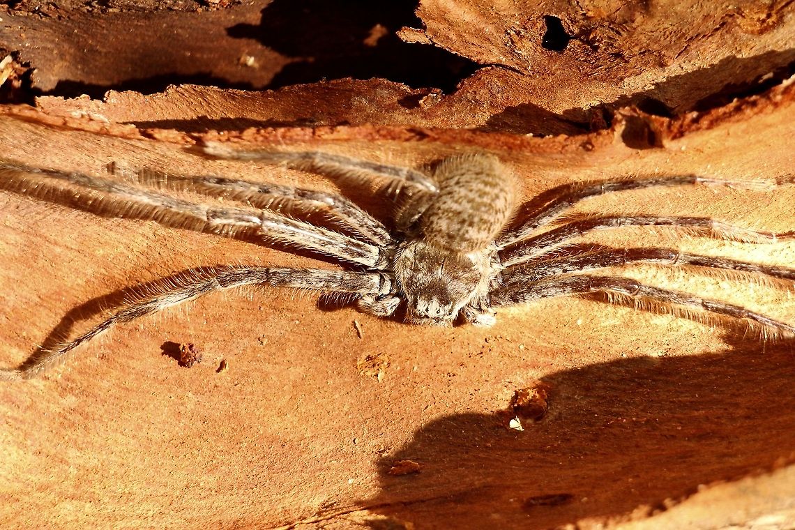 Flinders banded huntsman spider - Holconia flindersi With legs spread out this one was more then 100 mm. Australia,Eamw spiders,Eamw spiders huntsman,Flinders Banded Huntsman,Geotagged,Holconia flindersi,Spring