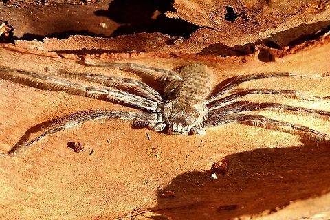 Flinders banded huntsman spider - Holconia flindersi With legs spread out this one was more then 100 mm. Australia,Eamw spiders,Eamw spiders huntsman,Flinders Banded Huntsman,Geotagged,Holconia flindersi,Spring