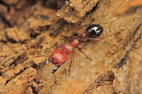 Muscle man tree ant - Podomyrma gratiosa Found searching for food ( I guess) on a Redgum tree Australia,Eamw ants,Geotagged,Muscleman Tree-ant,Podomyrma gratiosa,Spring