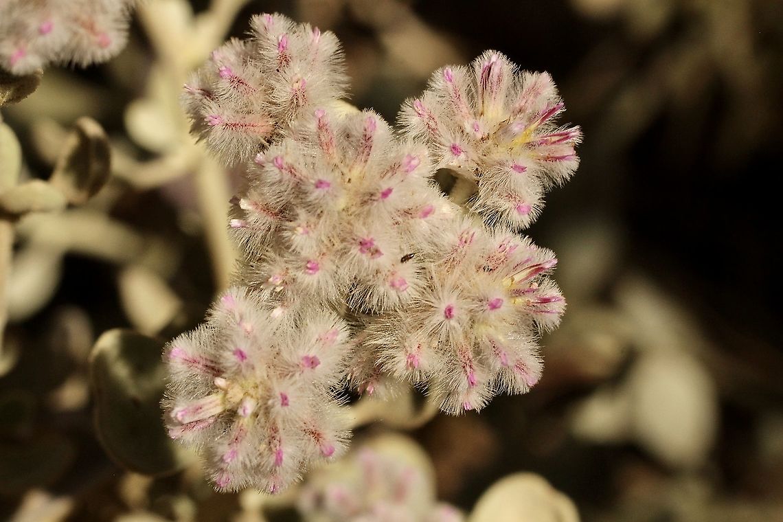 Cotton bush - Ptilotus obovatus Only a close inspection reveals the beauty of this plant. ''Ptilotus obovatus'',Eamw flora,Ptilotus obovatus