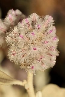 Cotton bush - Ptilotus obovatus  ''Ptilotus obovatus'',Australia,Eamw flora,Geotagged,Ptilotus obovatus,Spring