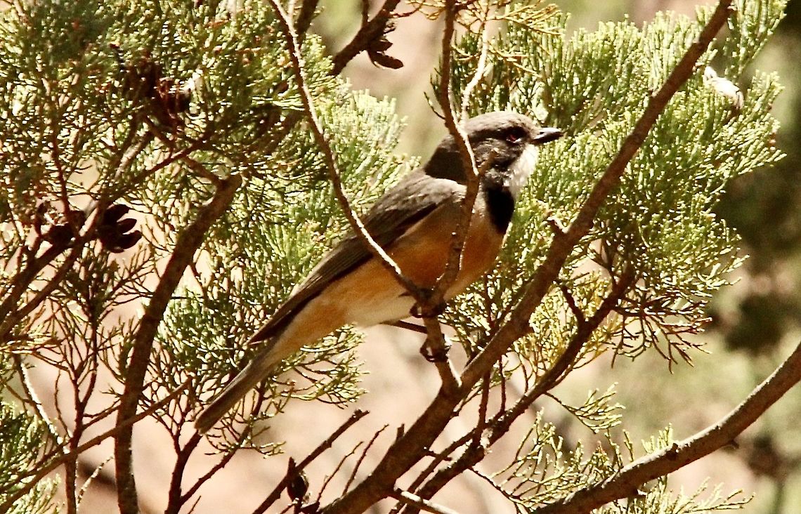 Rufous Whistler - Pachycephala rufiventris  Australia,Eamw birds,Geotagged,Pachycephala rufiventris,Rufous whistler,Spring