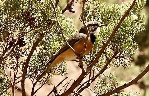 Rufous Whistler - Pachycephala rufiventris  Australia,Eamw birds,Geotagged,Pachycephala rufiventris,Rufous whistler,Spring