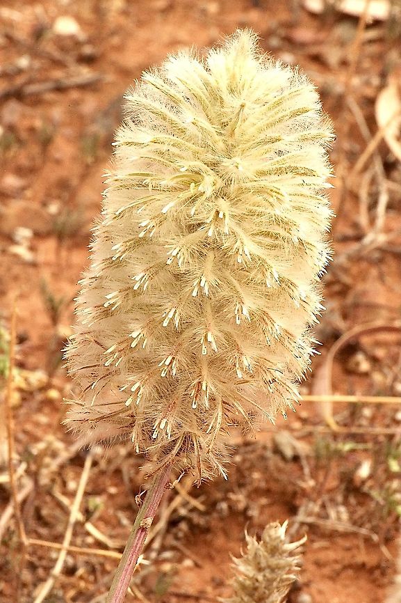 Yellow tails or Regal foxtail - Ptilotus nobilis  Australia,Eamw flora,Geotagged,Ptilotus nobilis,Regal foxtail,Spring