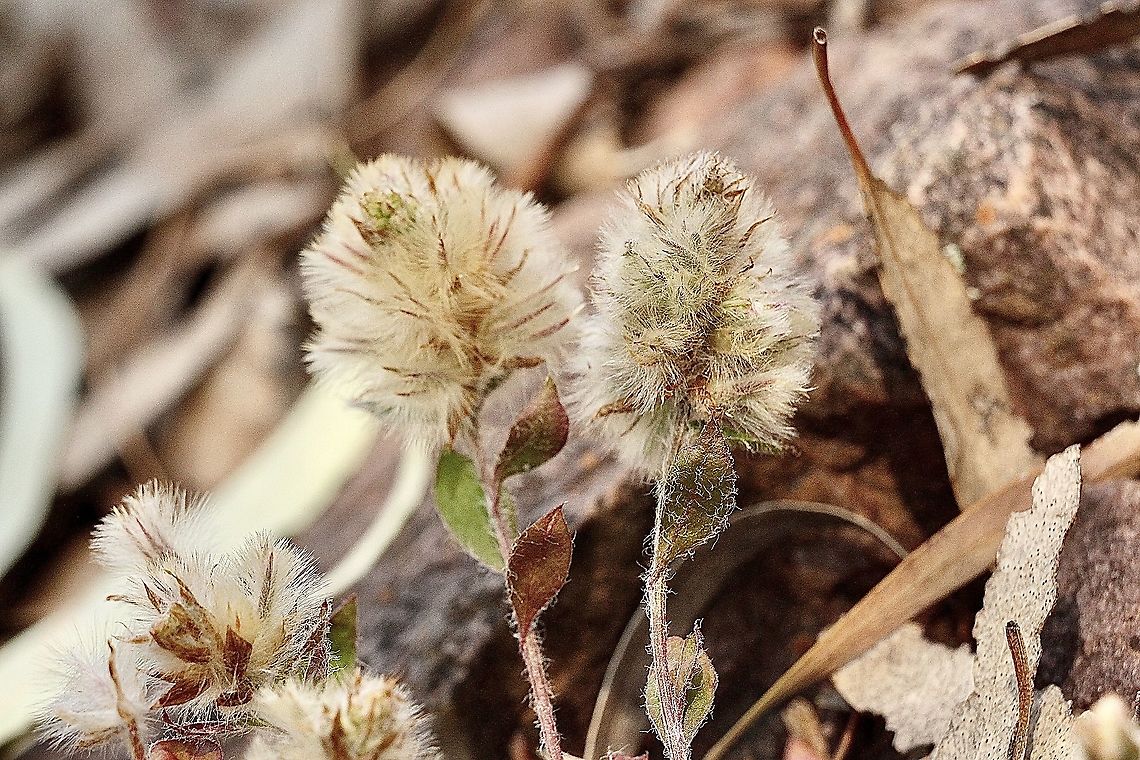 Pussy Tails - Ptilotus spathulatus  Australia,Eamw flora,Geotagged,Ptilotus spathulatus,Spring