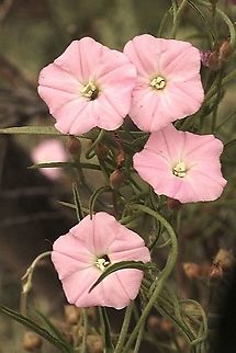 Australian Bindweed - Convolvulus angustissimus  Australia,Blushing Bindweed,Convolvulus angustissimus,Eamw flora,Geotagged,Spring