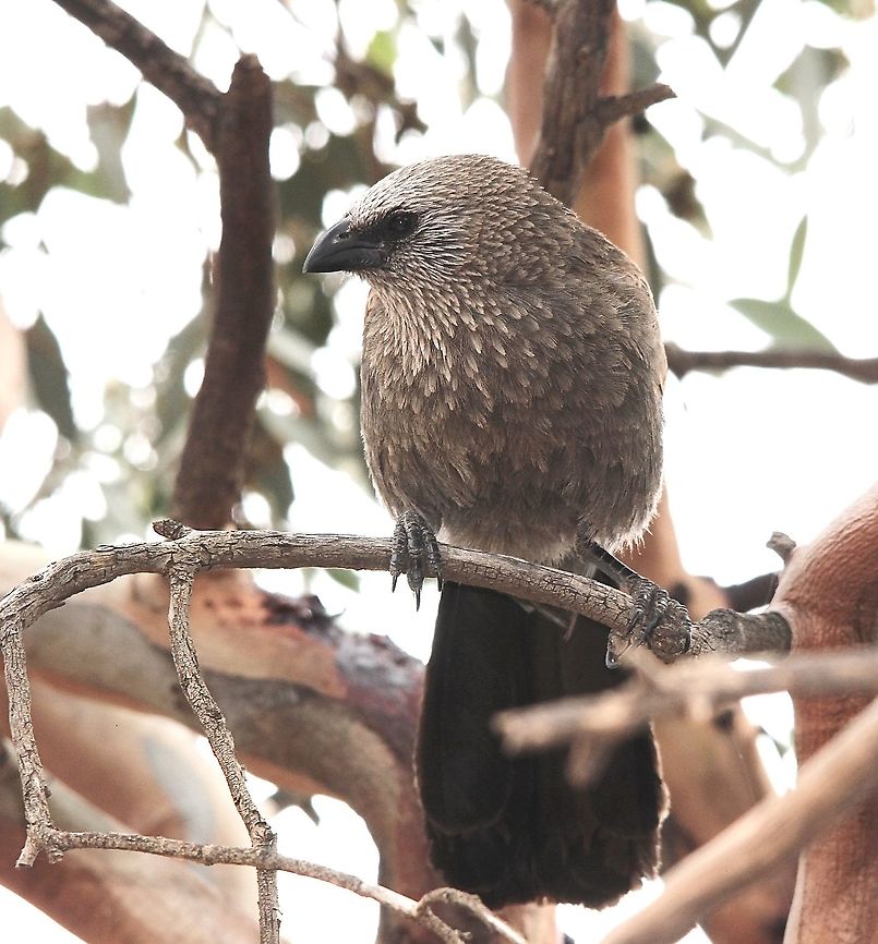 Apostlebird - Struthidea cinerea Must be Peter or Paul. Apostlebird,Australia,Eamw birds,Fall,Geotagged,Spring,Struthidea cinerea,United States