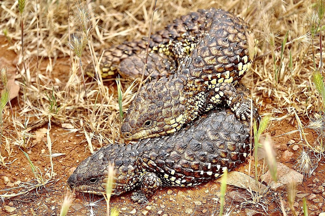 Shingle back lizard pair mating.  Australia,Bobtail Skink,Eamw reptiles,Geotagged,Spring,Tiliqua rugosa
