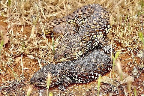 Shingle back lizard pair mating. Australia,Bobtail Skink,Eamw reptiles,Geotagged,Spring,Tiliqua rugosa