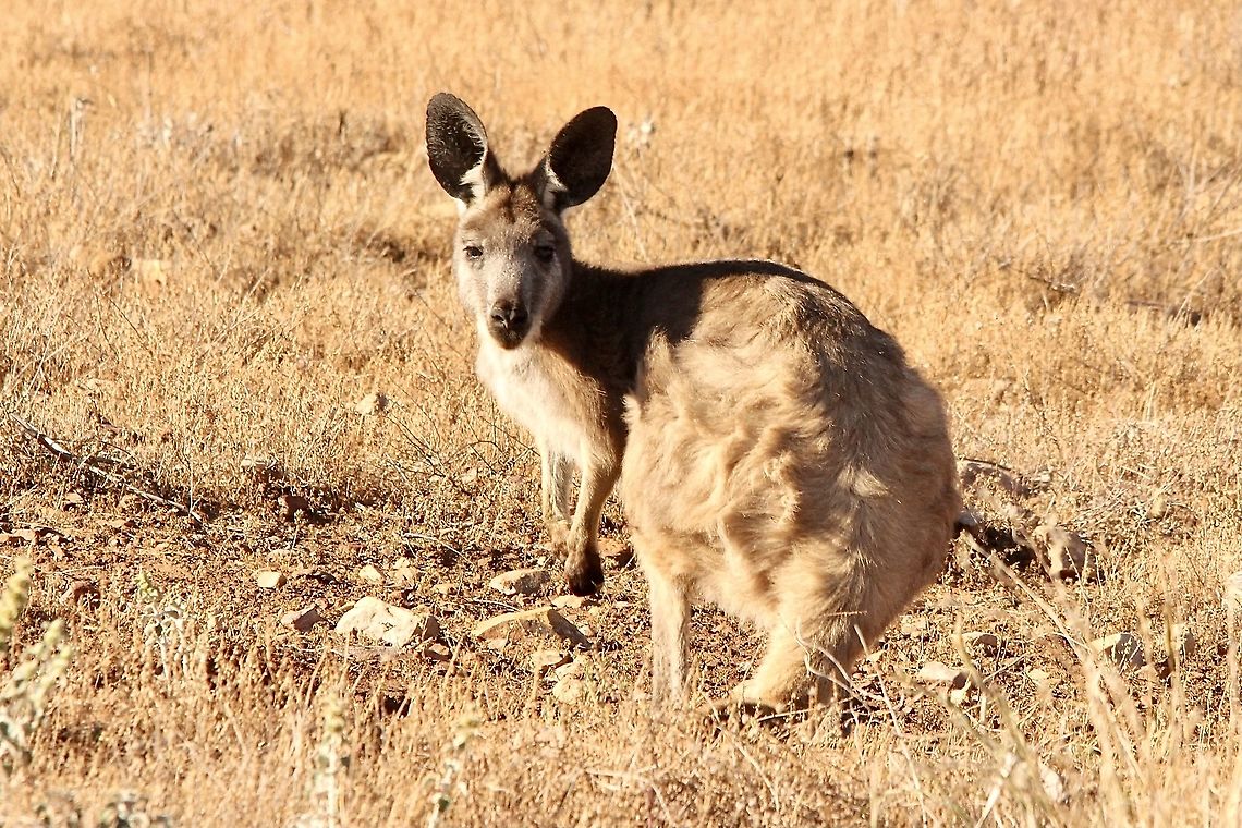 Common Wallaroo - Macropus robustes Blending well into the parched landscape from a distance. Australia,Eamw macropods,Geotagged,Macropus robustus,Spring,Wallaroo