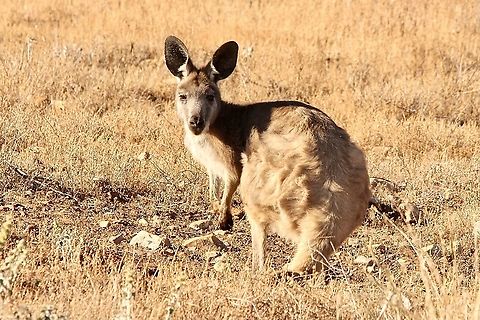 Common Wallaroo - Macropus robustes Blending well into the parched landscape from a distance. Australia,Eamw macropods,Geotagged,Macropus robustus,Spring,Wallaroo