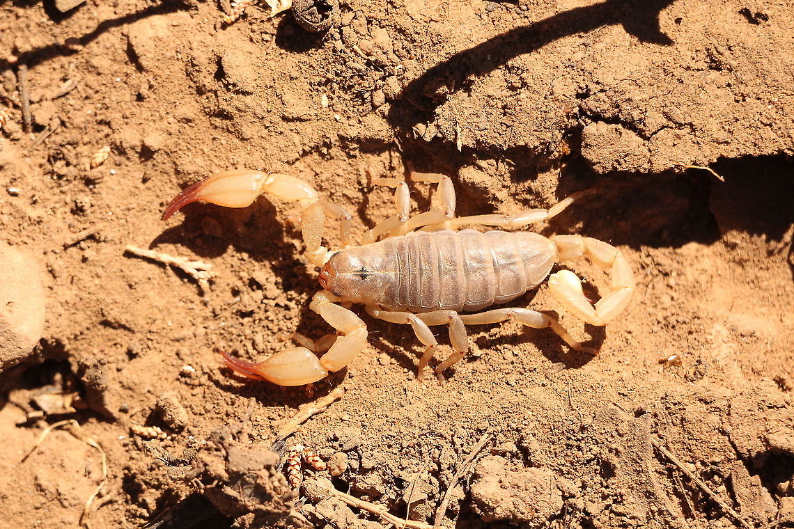 Flinders ranges scorpion - Urodacus elongatus Including tail approximately 60 mm long. Australia,Eamw scorpions,Flinders Range scorpion,Geotagged,Spring,Urodacus elongatus