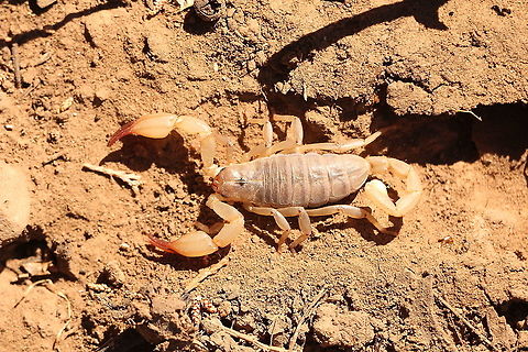 Flinders ranges scorpion - Urodacus elongatus Including tail approximately 60 mm long. Australia,Eamw scorpions,Flinders Range scorpion,Geotagged,Spring,Urodacus elongatus