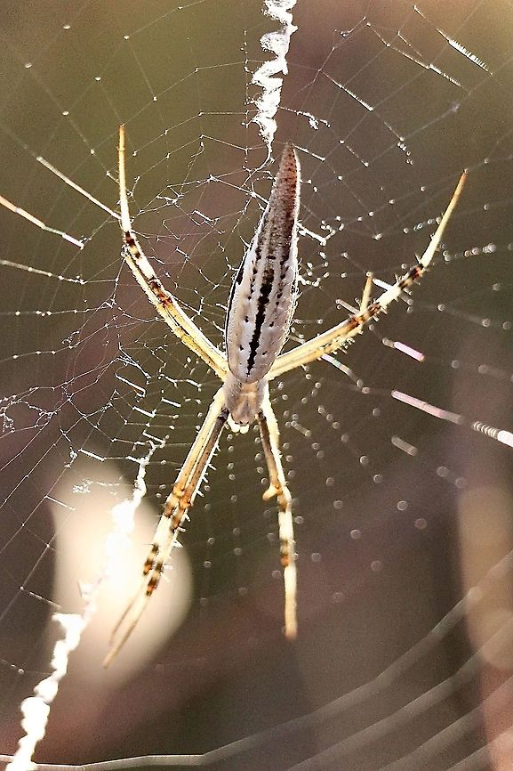 Long tailed orb-weaving spider - Argiope protensa Sorry about the flare in the bottom left corner. Argiope protensa,Australia,Eamw spiders,Geotagged,Longtailed orb-weaving spider,Spring