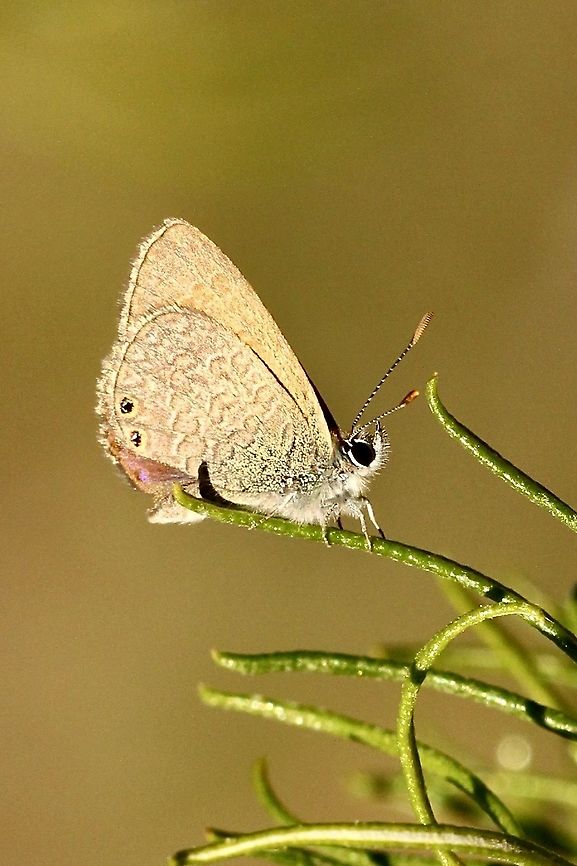 Double-spotted Line Blue - Nacaduba biocellata  Australia,Double-spotted Line Blue,Eamw butterflies,Geotagged,Nacaduba biocellata,Spring