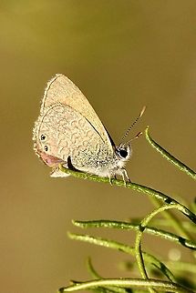 Double-spotted Line Blue - Nacaduba biocellata  Australia,Double-spotted Line Blue,Eamw butterflies,Geotagged,Nacaduba biocellata,Spring