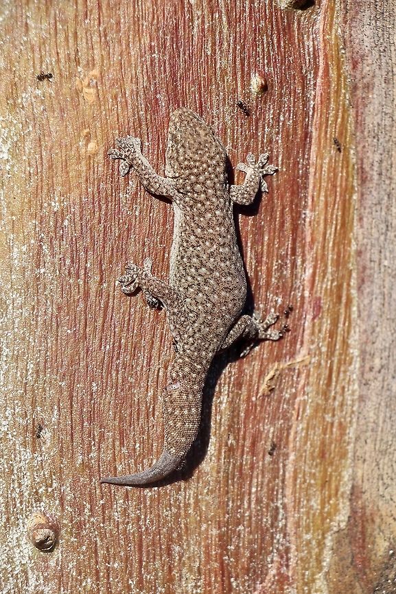 Southern Rock Dtella - Gehyra lazelli  Australia,Eamw reptiles,Gehyra lazelli,Geotagged,Spring