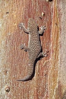 Southern Rock Dtella