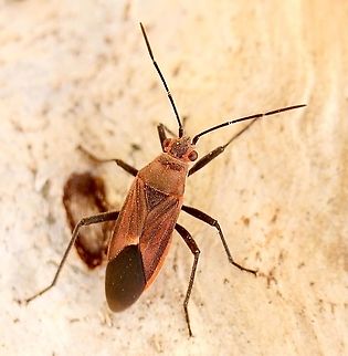 Seed bug -Genus Arocatus Found under eucalyptus bark. Australia,Geotagged,Spring,eamw seed bugs