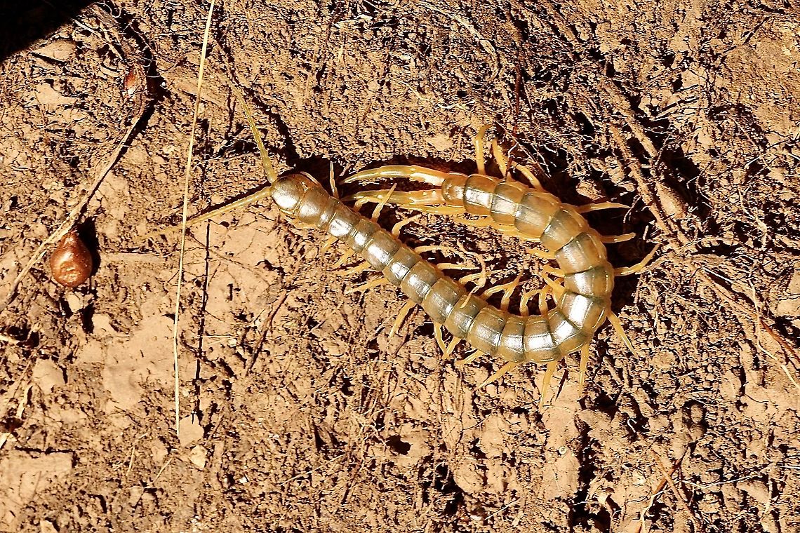 Ethmostigmus rubripes  Australia,Eamw centipede,Ethmostigmus rubripes,Geotagged,Spring