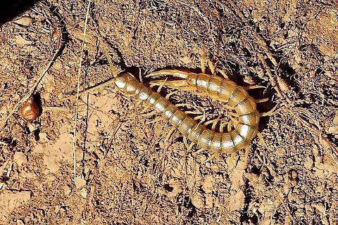 Ethmostigmus rubripes  Australia,Eamw centipede,Ethmostigmus rubripes,Geotagged,Spring