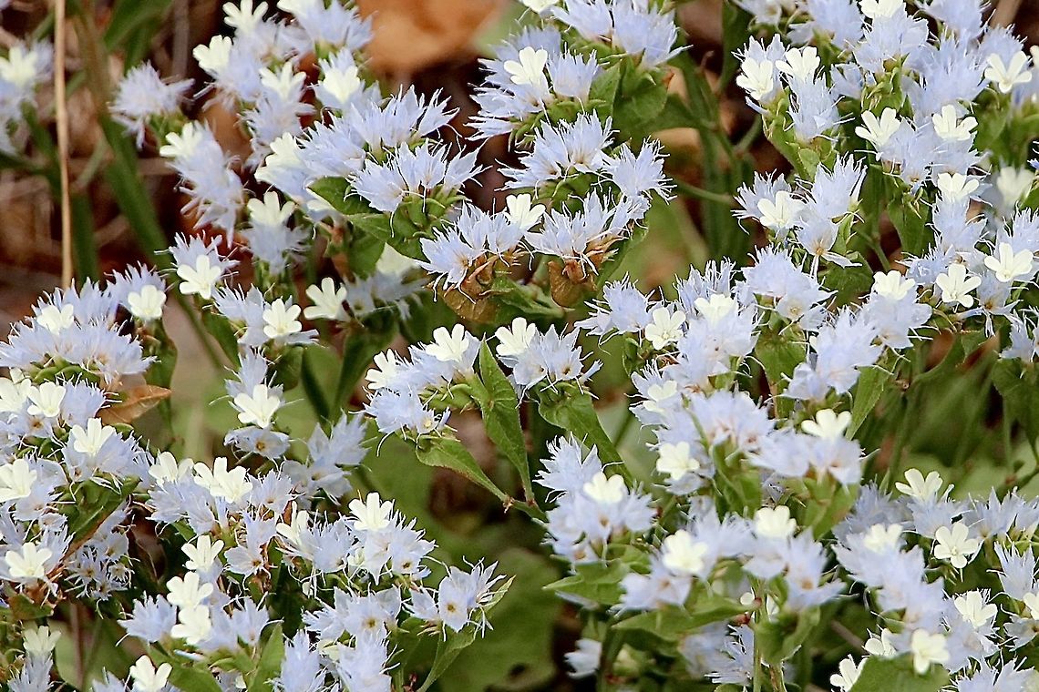 Limonium lobatum Introduced to Australia maybe by Flora trade or by accident. Whichever way ,it is considered a invasive problem species in more arid parts of South Australia  Eamw flora,Limonium lobatum
