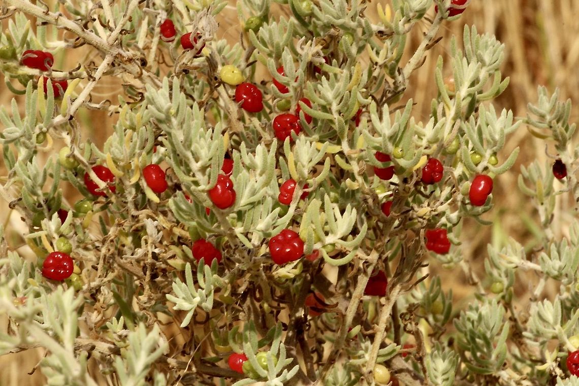 Barrier saltbush - Enchylaena tomentosa The fruit is edible and tastes very sweet. Australia,Barrier saltbush,Eamw flora,Enchylaena tomentosa,Geotagged,Spring